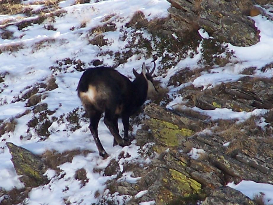 Camosci nella neve (secondo ed ultimo)